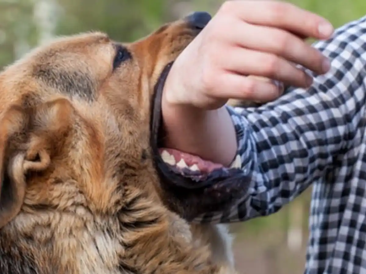 Man bitten by dog ​​when asked for credit card bill