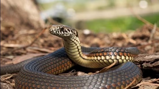 snake