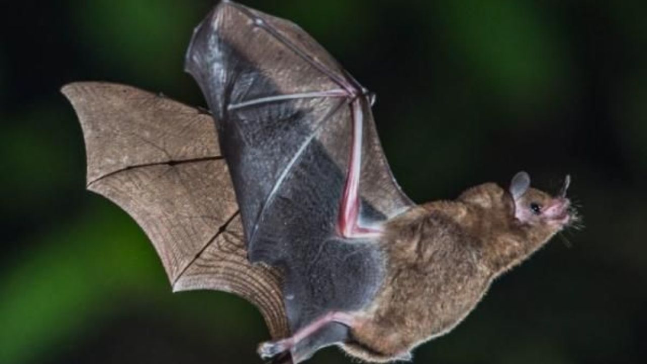 A Bat Flies Into Your Home — What It Really Means Spiritually!