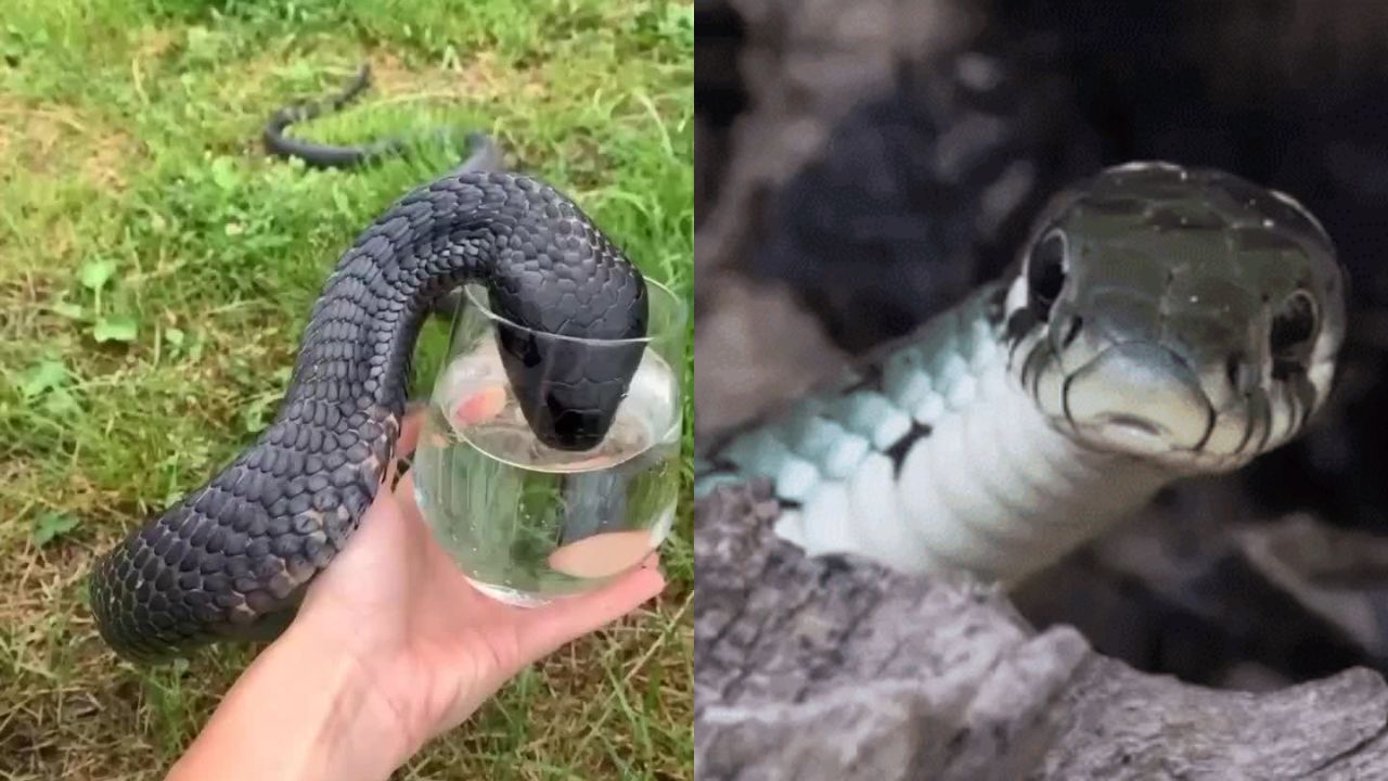 Do Snakes Drink Milk? The Truth Will Surprise You!