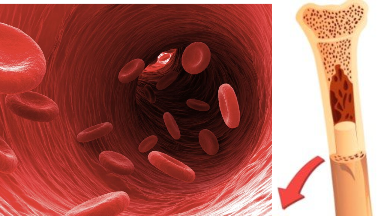 How Blood Is Made in the Body: The Crucial Role of Bones Explained