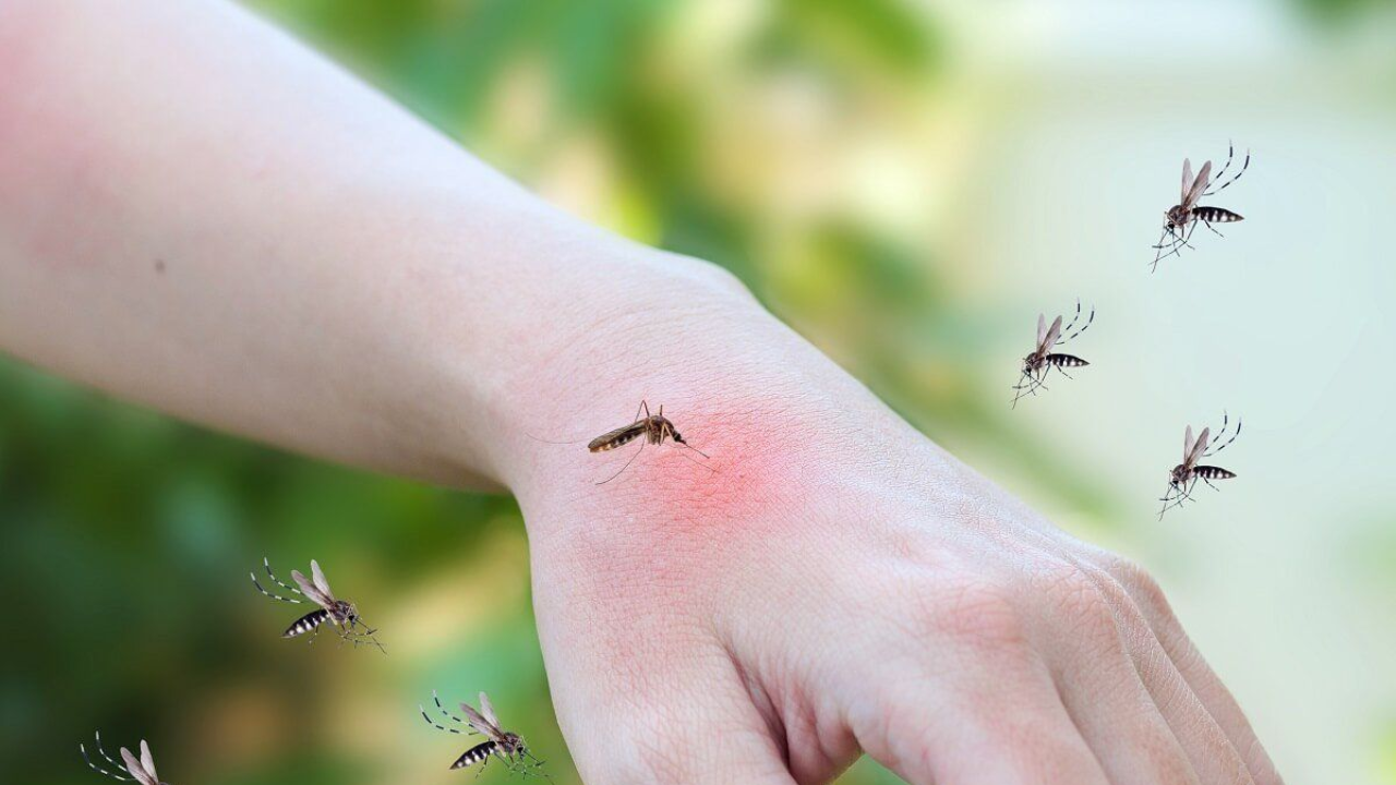 As Forests Shrink, Mosquitoes Turn Their Attention to Humans