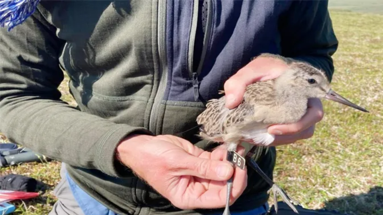 From Alaska to Australia Without a Break: Viral Story of a Migratory Bird
