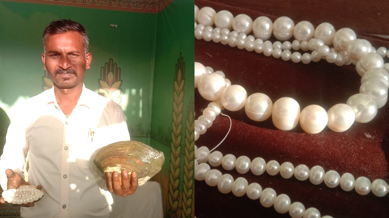 Unexpected Idea: Earn Millions with Pearl Farming on Your Rooftop!