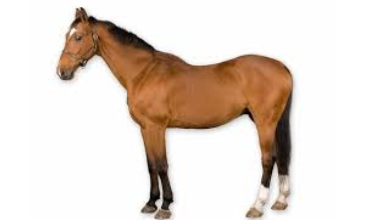 High Demand for Horse Semen: The Price Will Shock You