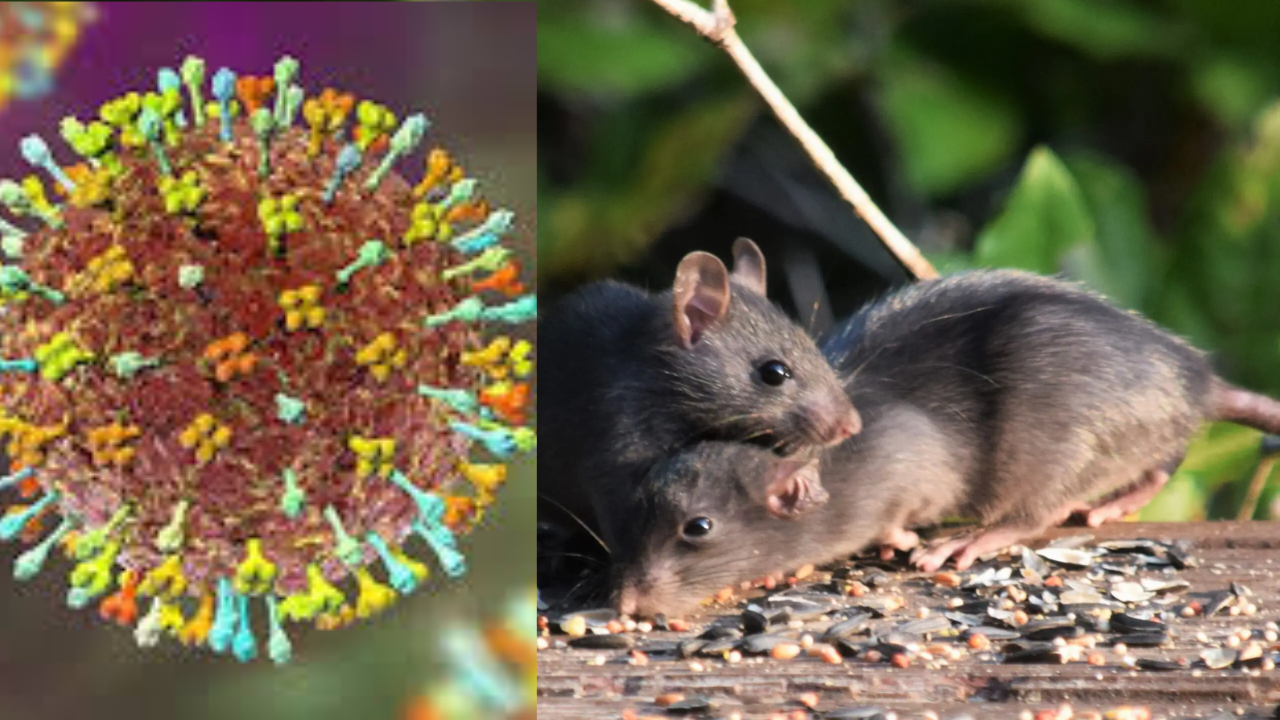 Hantavirus Alert: Missing These Symptoms Can Be Dangerous