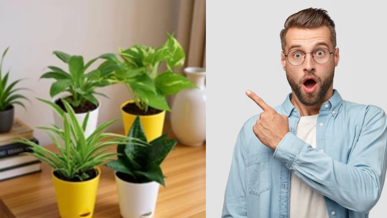 Best Indoor Plants for Better Lung Health