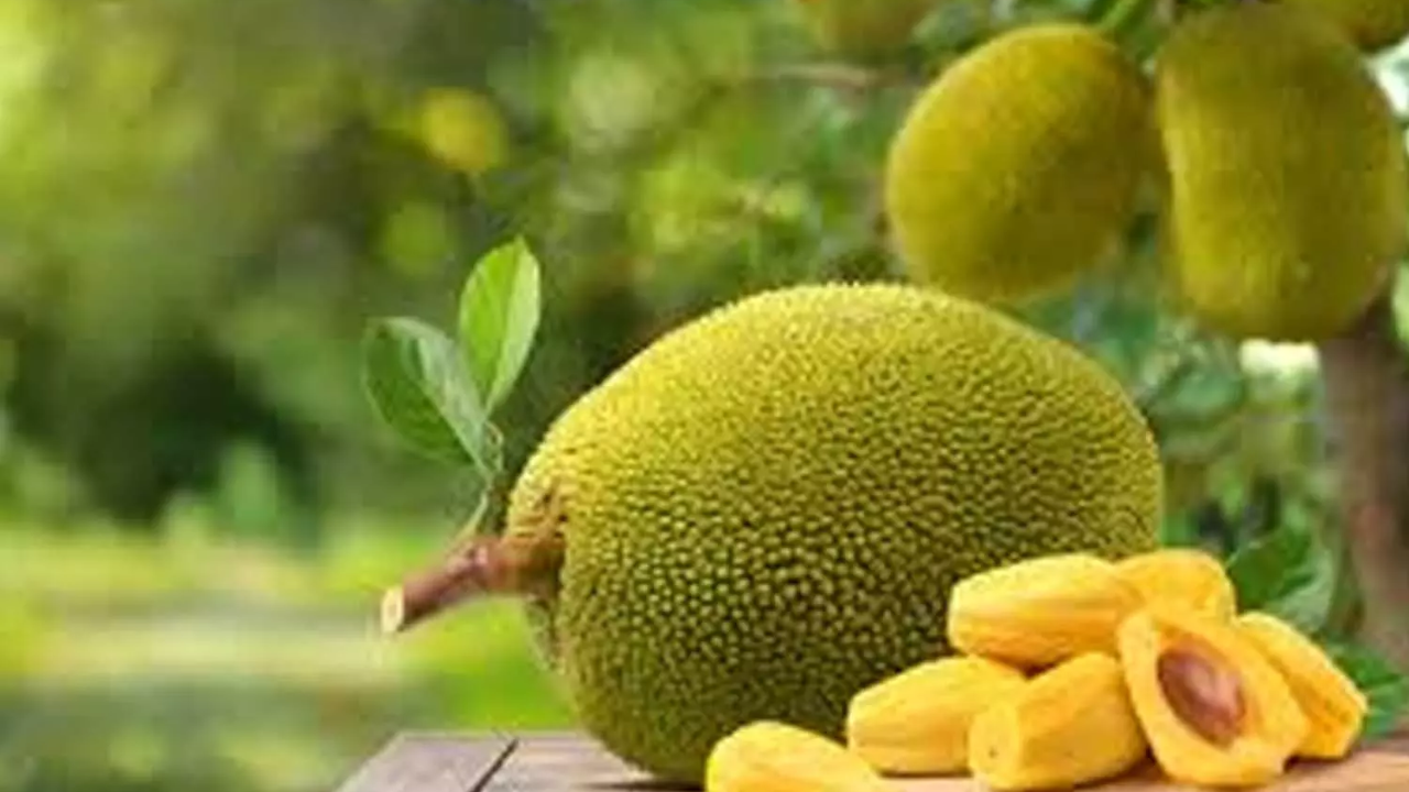 Energy & Immunity Booster – Discover the Magic of Jackfruit!