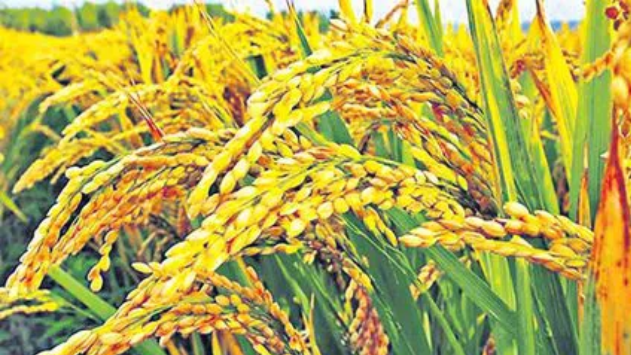Big Relief for Farmers: Central Cabinet Hikes Paddy MSP