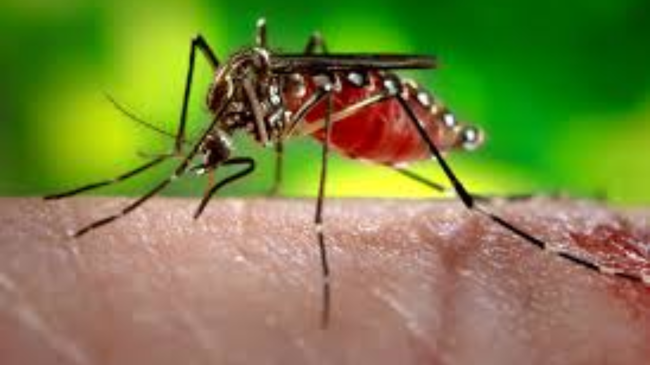 Why Do Mosquitoes Bite Some People More Than Others?