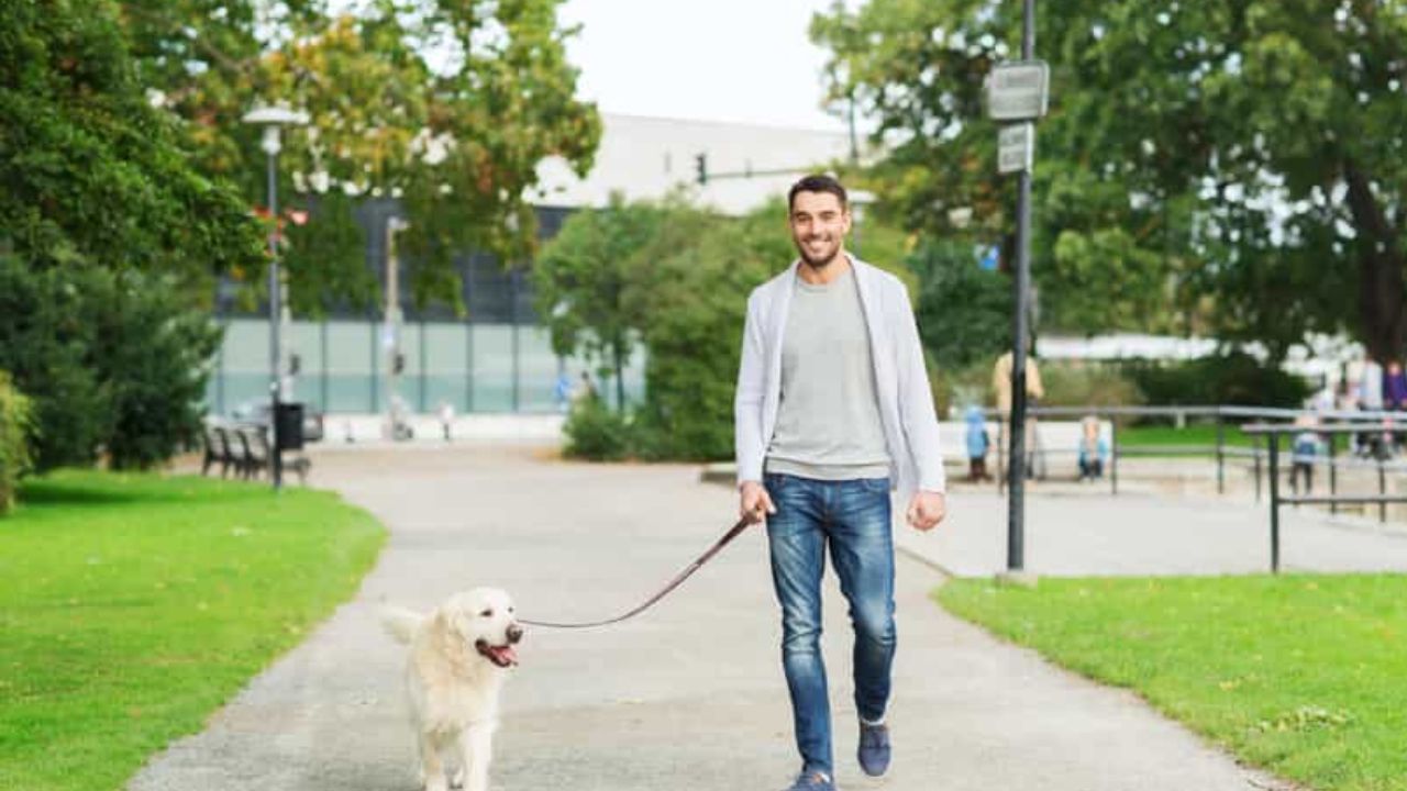 Part-Time Dog Walking Can Earn You Lakhs Every Month!