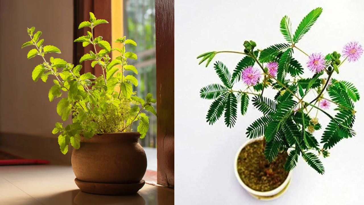 Vastu Plants You Should Grow at Home and Their Benefits