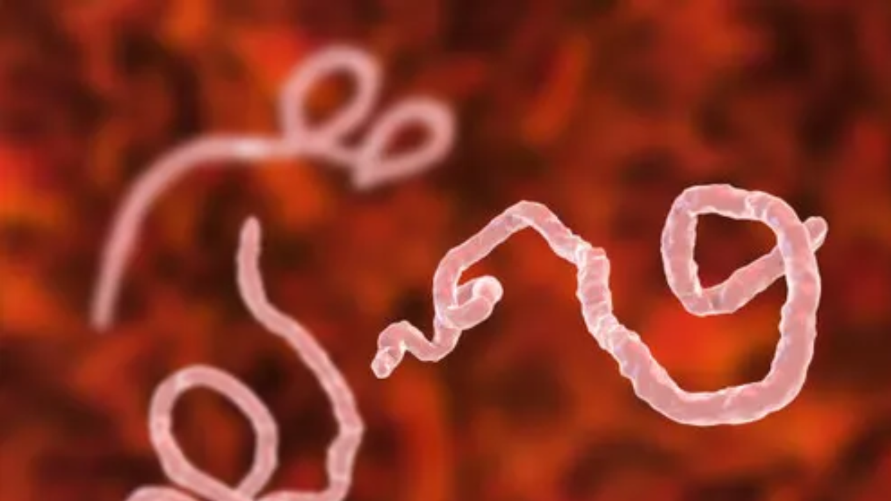 Ebola Scare Returns!.. Congo to Uganda Spread Puts World on Alert