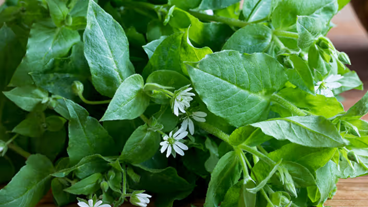 Small Herb, Big Healing Power: Amazing Health Benefits Revealed