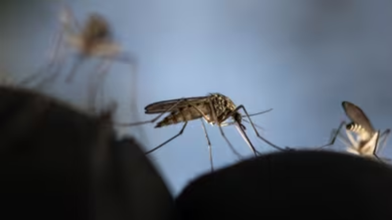 Google’s ‘Debug’ Project Aims to Control Mosquito Populations