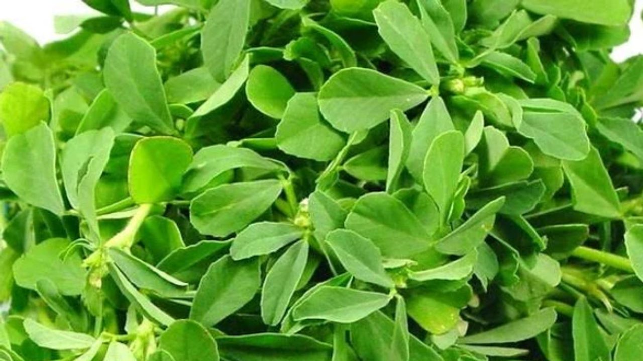 Fenugreek Leaves in Your Daily Diet: Benefits for Sugar Control and Heart Health