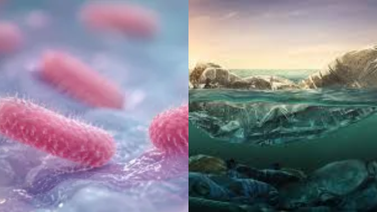 Shigella Outbreak in Kerala: Could Polluted Water Be the Main Cause?