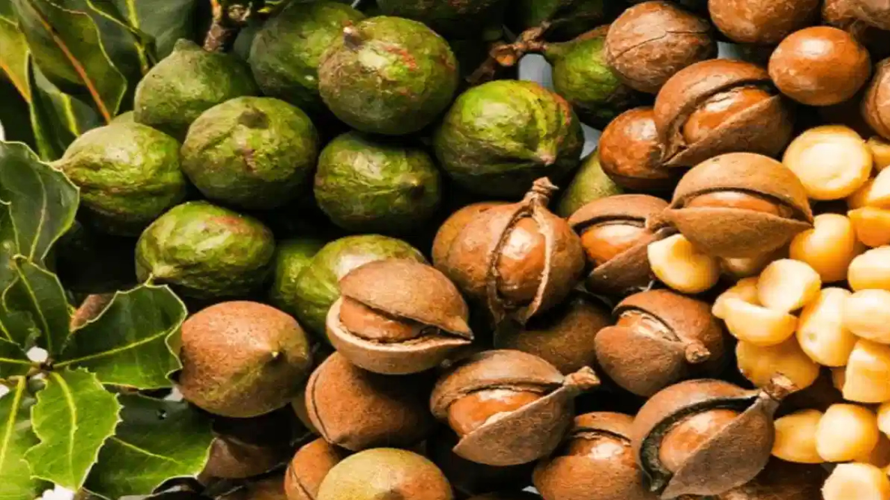 These Nuts Are a Nutritional Powerhouse: Amazing Health Benefits Revealed