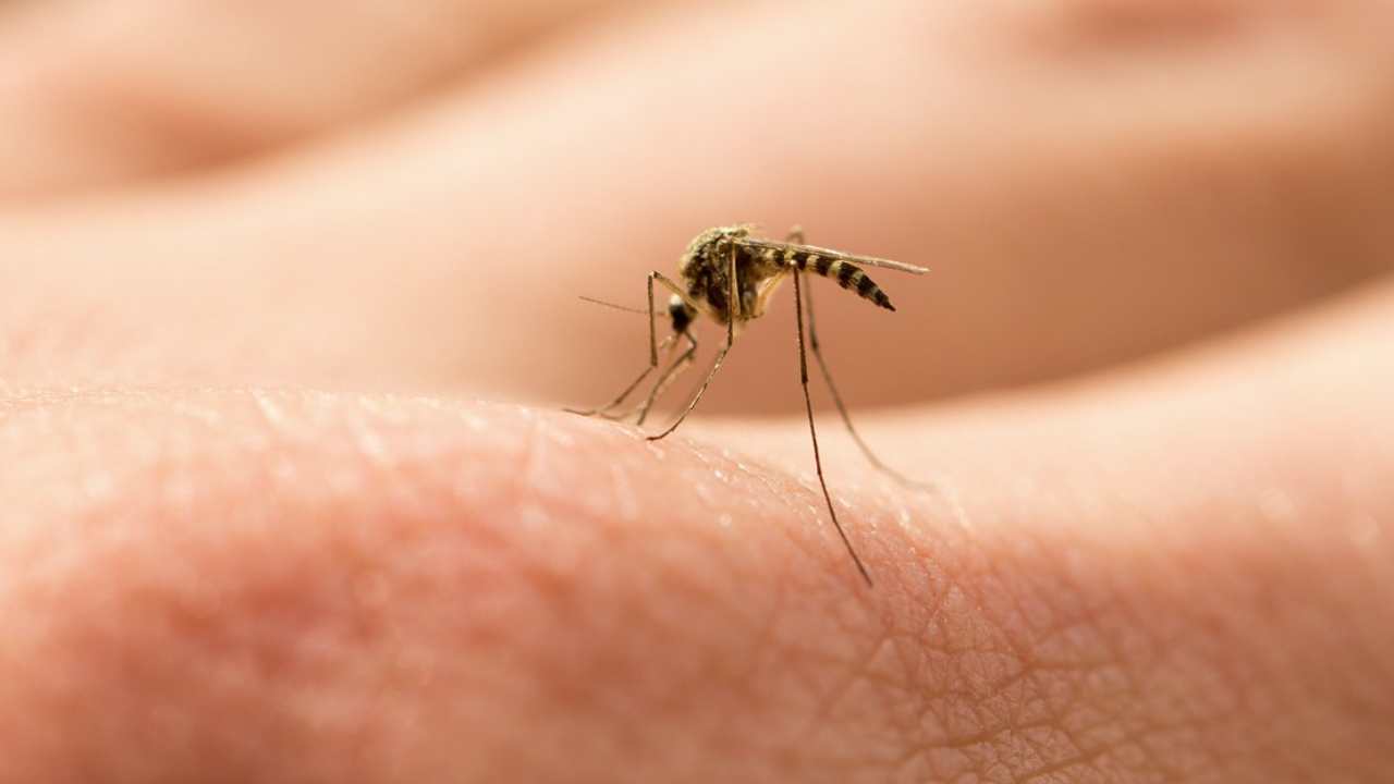 The Science Behind Why Mosquitoes Prefer Certain People