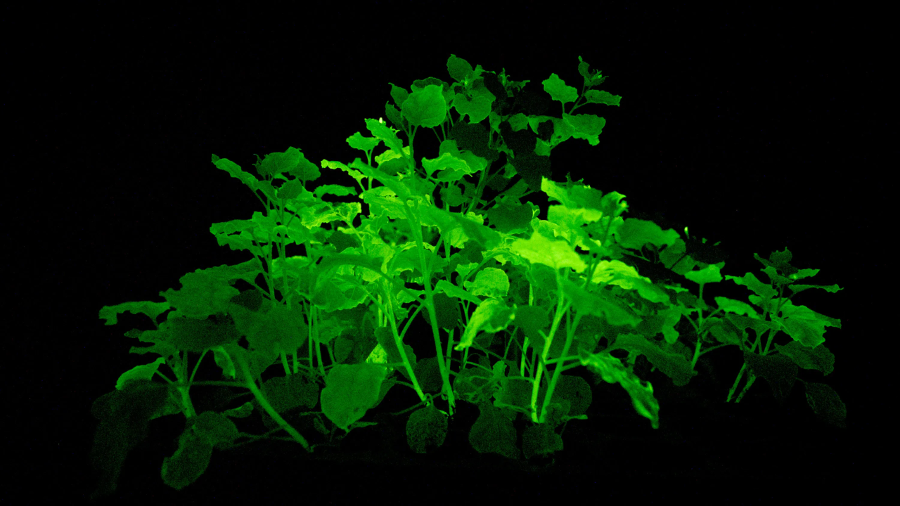 : A Fascinating New Breakthrough in Biotechnology