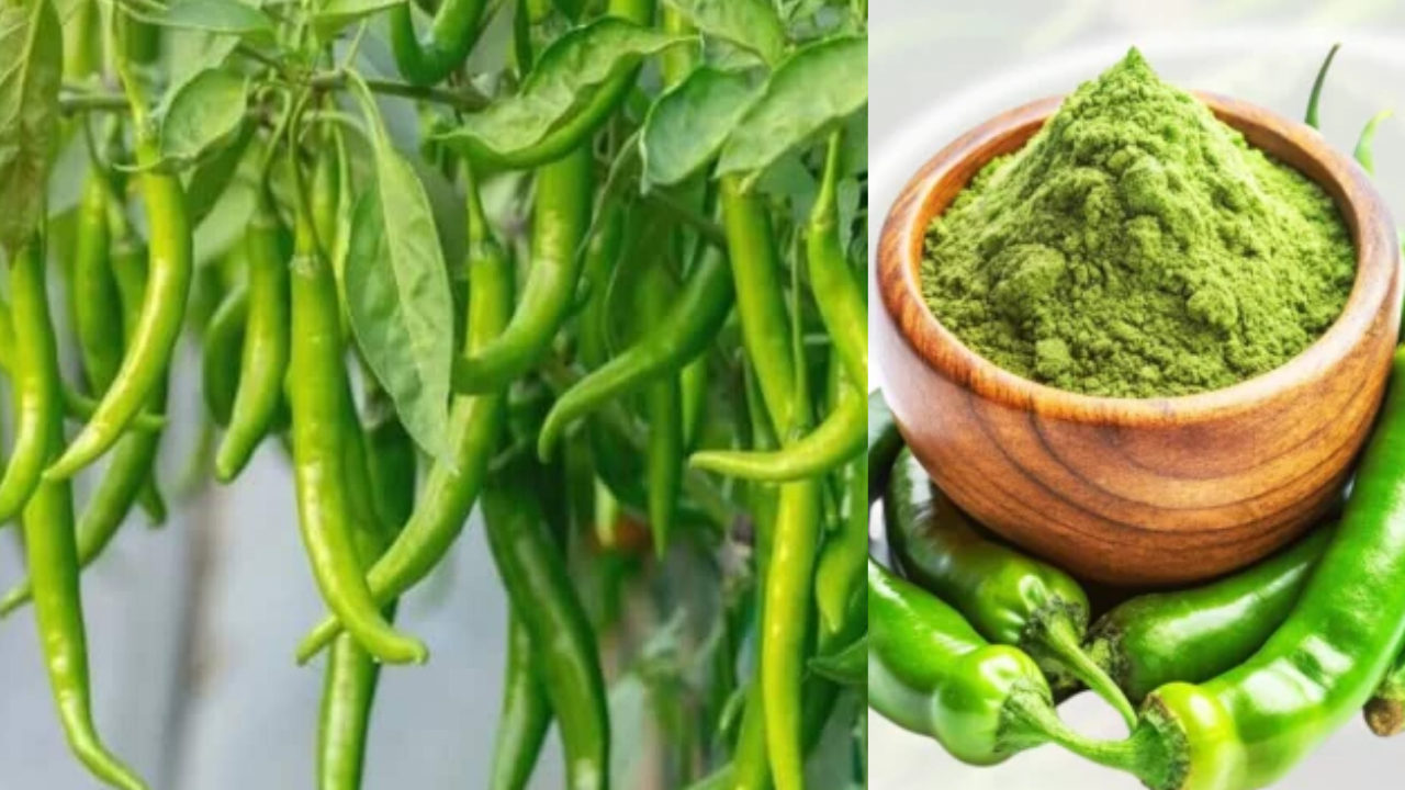 New Innovation from Varanasi: Green Chilli Powder Gets a Health Boost