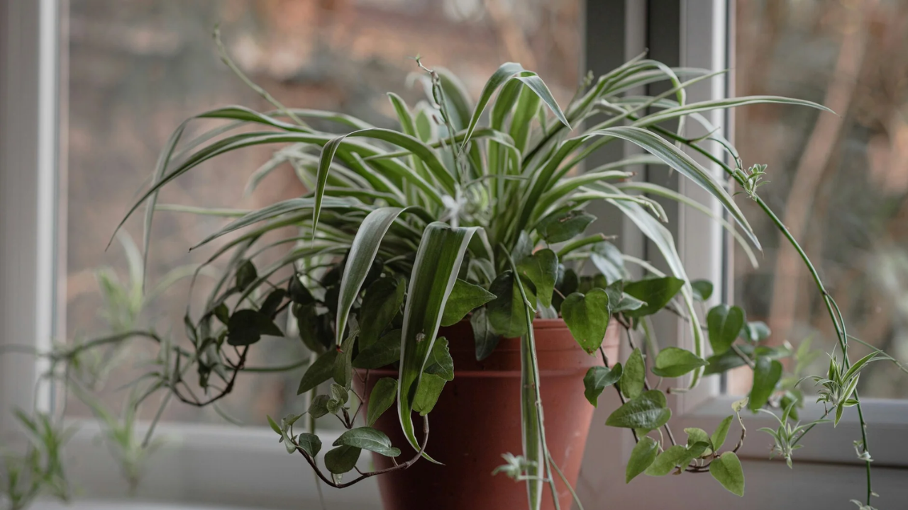The Magic Plant That Can Transform Your Bedroom