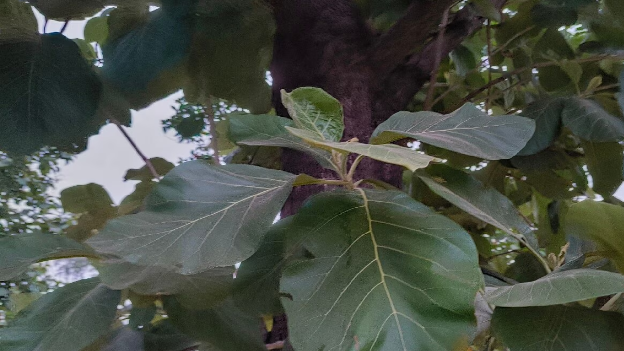 Teak Leaves Benefits: Surprising Ways They Support Your Health