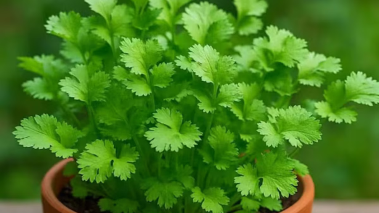 Coriander Is Healthy, But Some People Should Be Careful