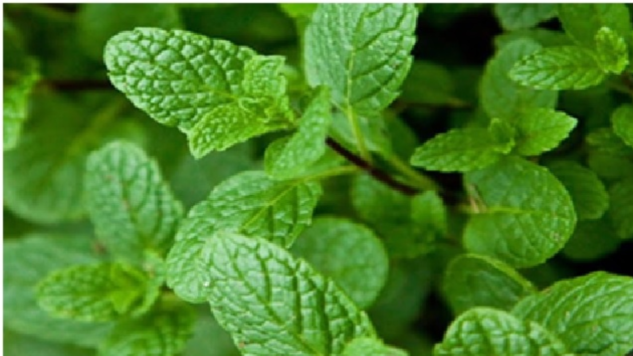 Add Mint to Your Daily Diet: Amazing Health Benefits You Should Know