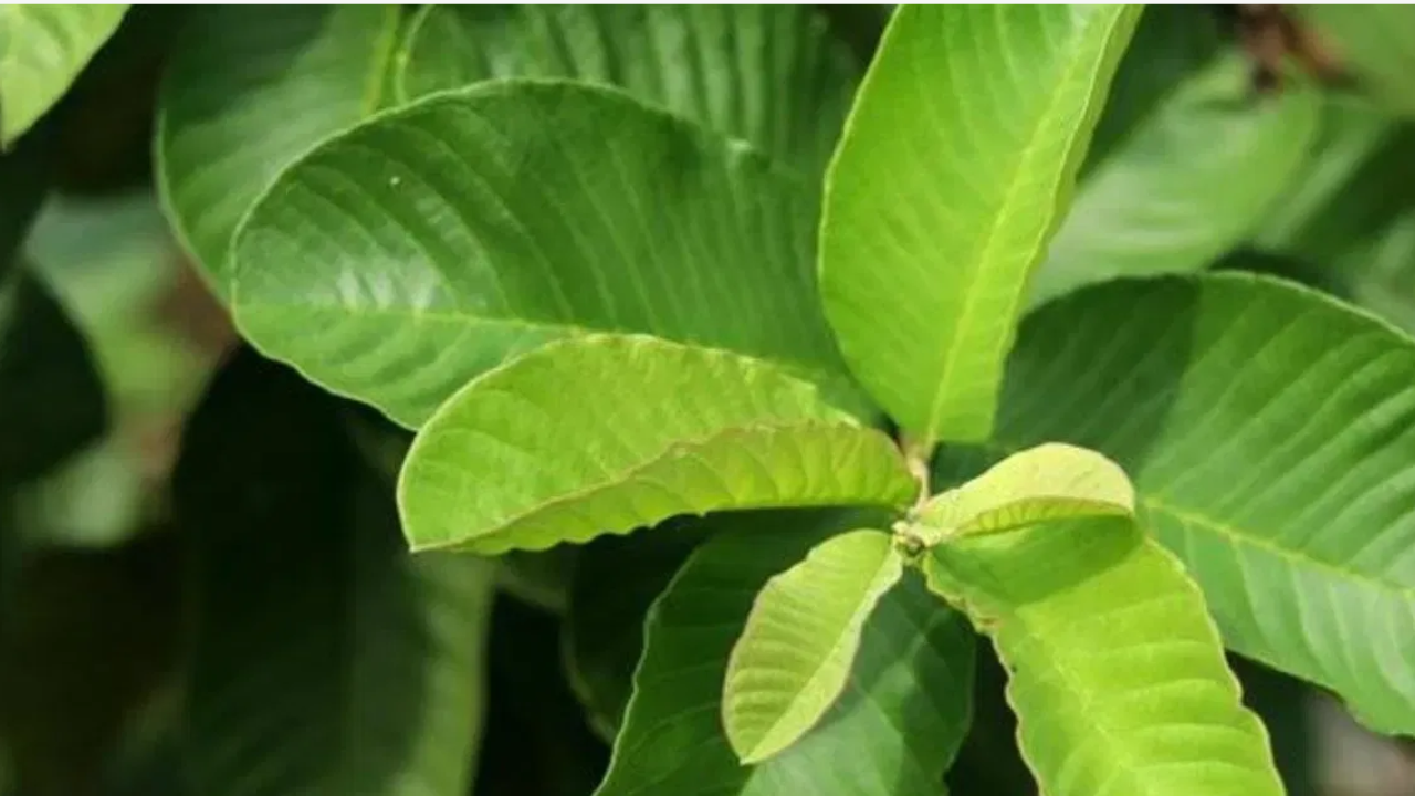 Discover the Leaf That Benefits Vision and Digestion