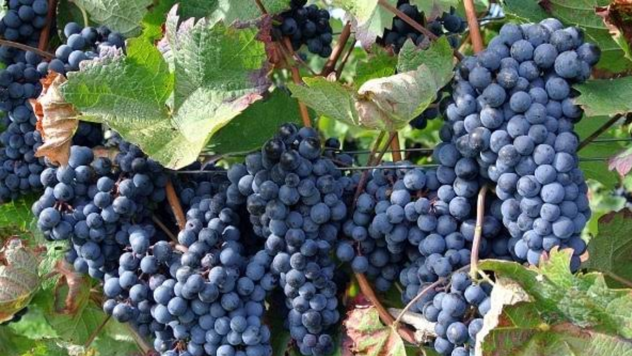 When Should You Drink Grape Juice? Health Benefits Explained