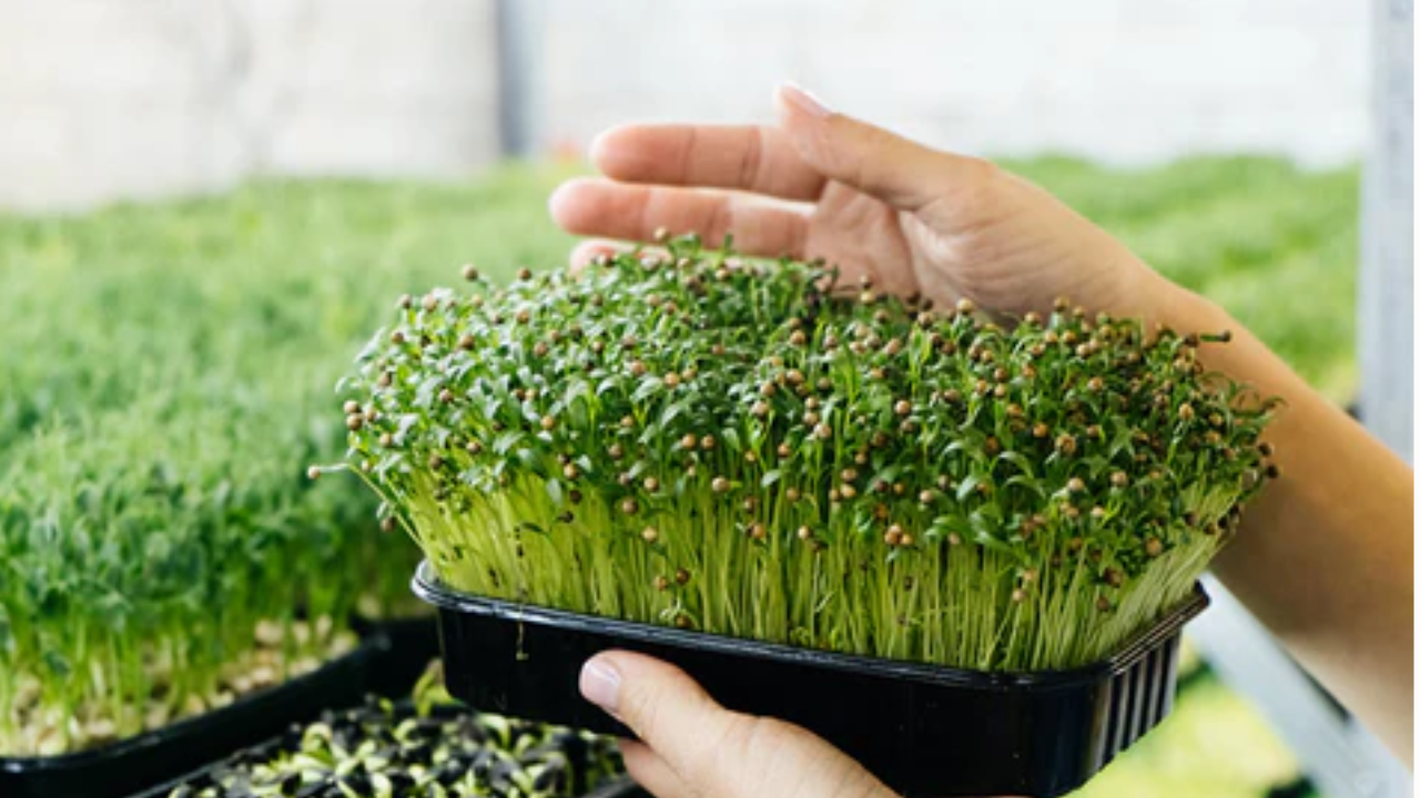 Fresh Microgreens at Home: Easy 7-Day Balcony Growing Guide