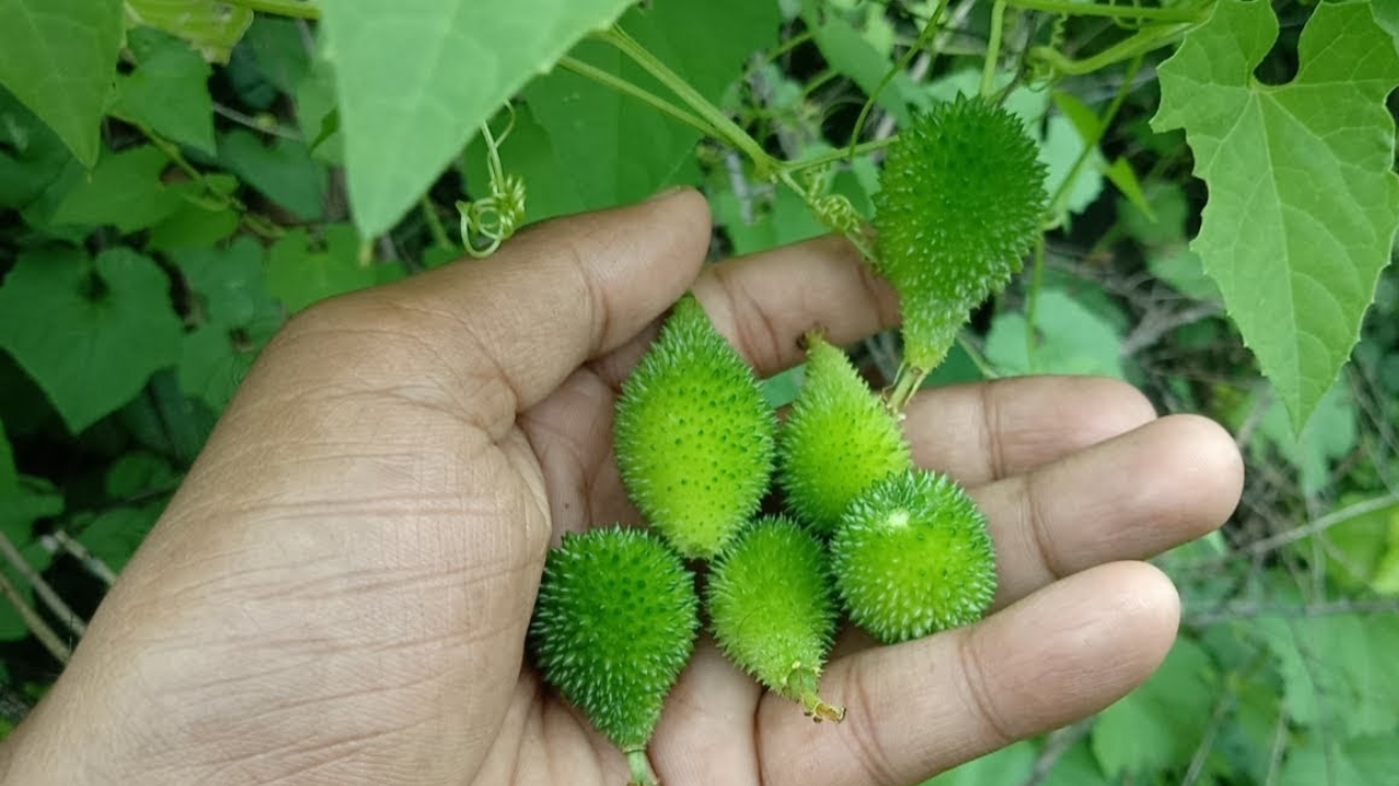 Boda Kakara Benefits: Why You Should Include This Vegetable in Your Diet