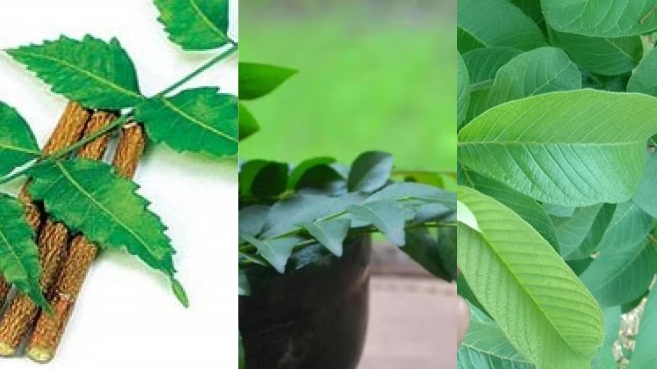 High Blood Sugar? These 3 Leaves May Offer Support