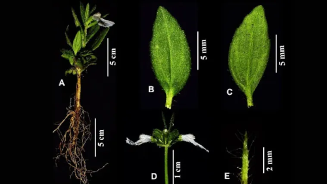 New Plant Named After Droupadi Murmu: Here’s Why It Got This Name