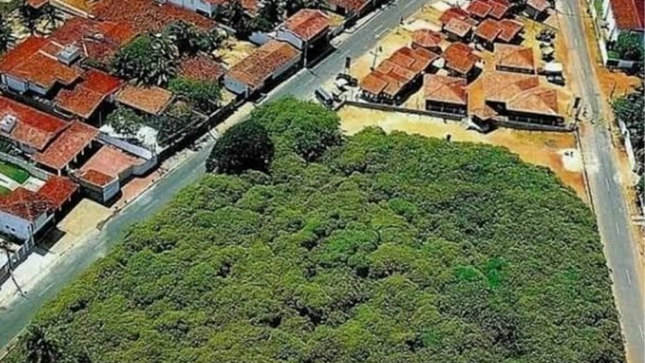 This Single Cashew Tree Covers a Huge Area Like a Forest!