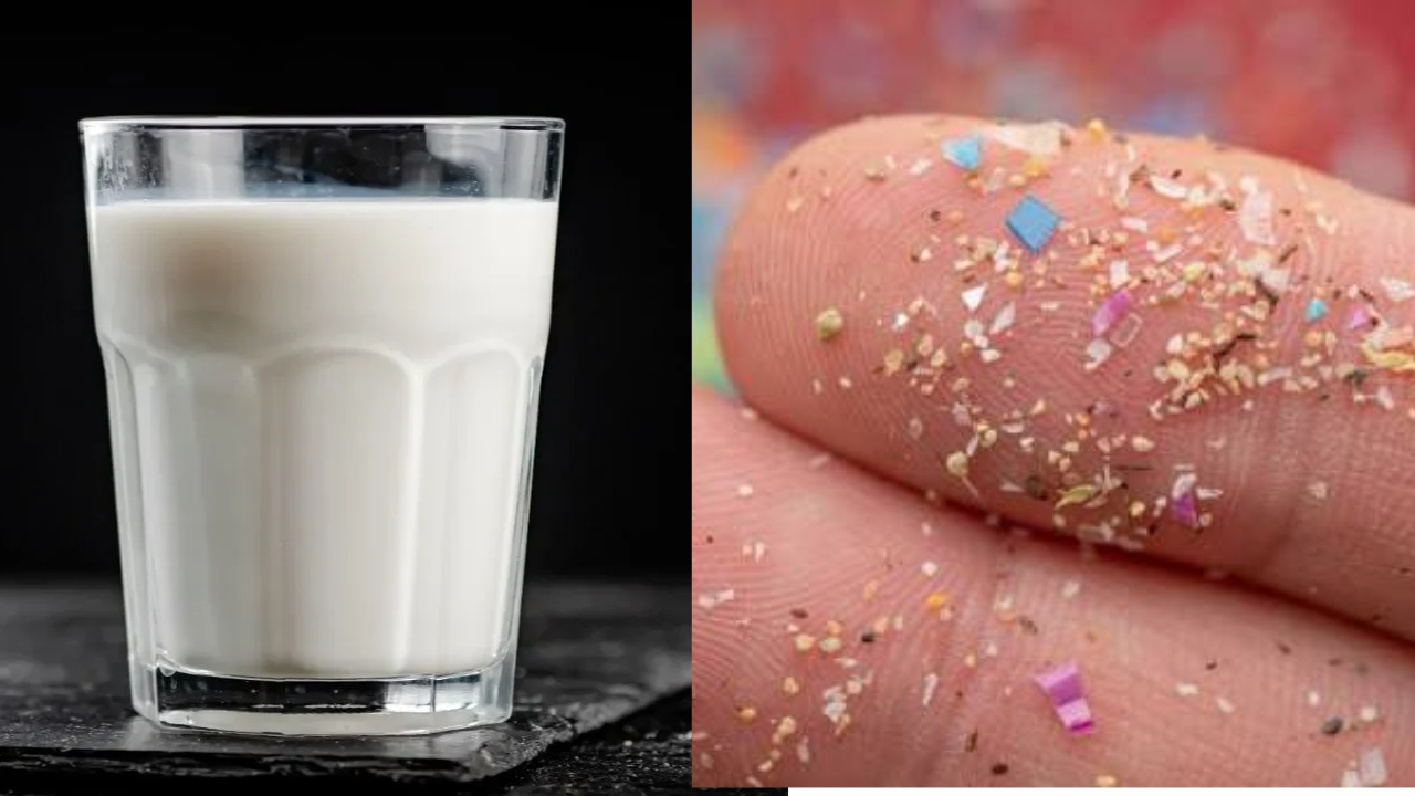 Microplastics in Milk: Is Packaged Milk More Contaminated Than Raw Milk?